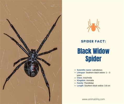 16 Most Common Types Of House Spiders Animals Hq
