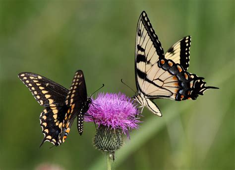 Swallowtails On Thistle Black Swallowtail And Eastern Tige Flickr