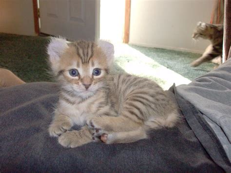 Kittens are born with small but 'normal' ears. Pictures of Past Highland Lynx Kittens ...