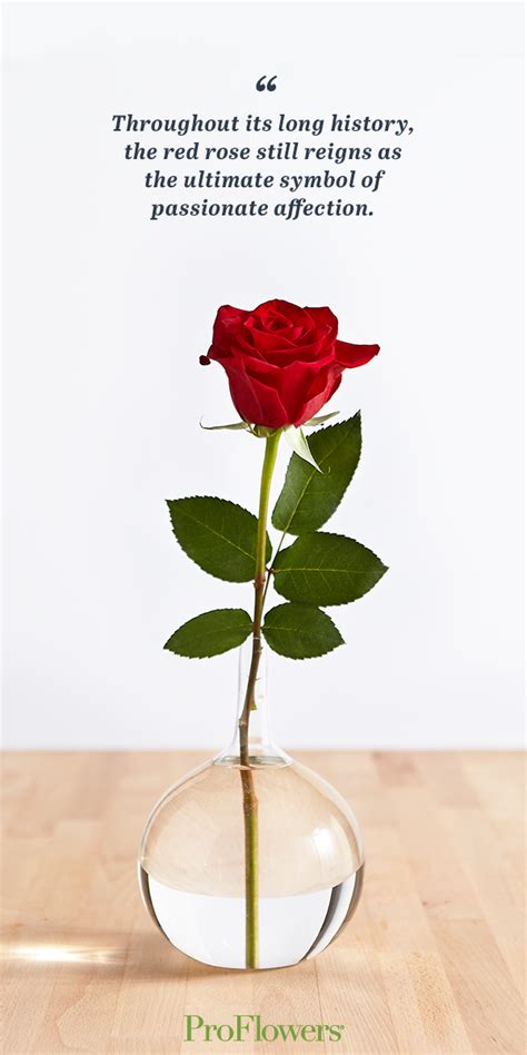 History And Meaning Behind Red Roses ProFlowers Blog Red Roses