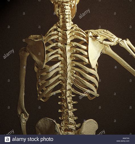 This framework consists of many individual bones and cartilages. Skeleton Showing Ribs Backbone Stock Photos & Skeleton ...