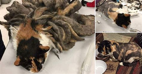 The mats can become uncomfortable and even painful for your cat. Abandoned Cat With 2 Pounds Of Matted Fur Gets Rescued