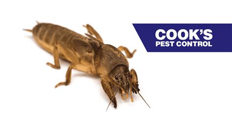 Pest Profile Mole Crickets