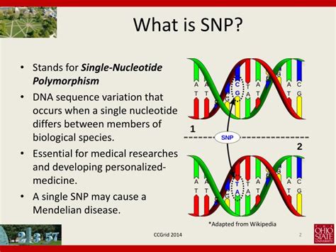 Ppt Cluster Based Snp Calling On Large Scale Genome Sequencing Data