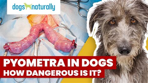 Can You Spay A Dog With Pyometra