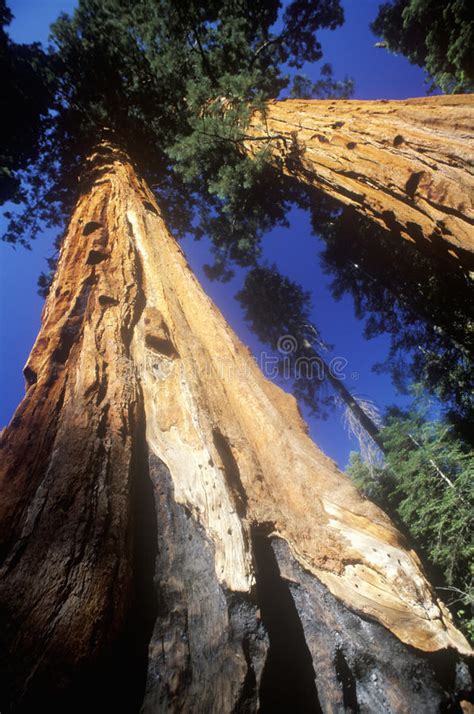 Giant Sequoia Trees Sequoia National Park California Stock Photo