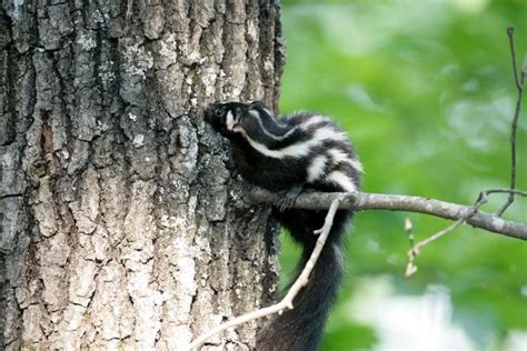 Mdc Seeks Confirmed Sightings Of Badgers Weasels And Spotted Skunks