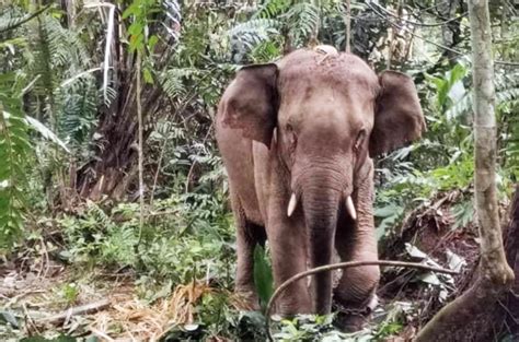Lost Elephant Accidentally Stumbles Into Prison New Straits Times