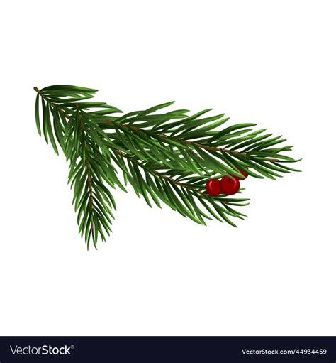 Christmas Tree Branch Royalty Free Vector Image