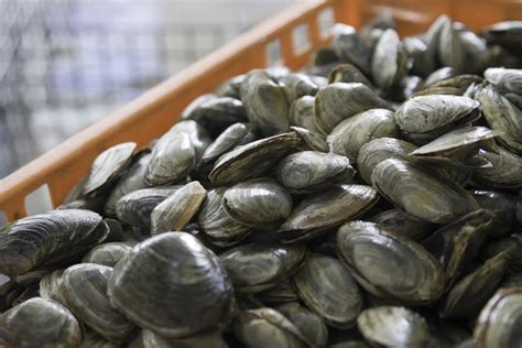 How To Store Steamer Clams Leaftv