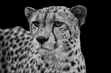 Portrait Of Cheetah In Black And White Photograph By Matthew Gibson