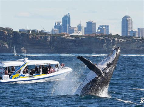 Whale Watching Sydney Sídney 2022 Lo Que Se Debe Saber Antes De