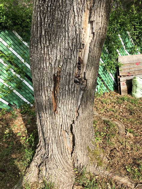 Sugar Maple Bark Peeling And Fungus Growth Any Idea As To Whats