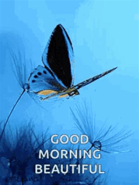 Good Morning Wife Flying Blue Butterfly Gif Gifdb Com My Xxx Hot Girl