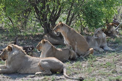 Savuti Channel Botswana Lion Pride Stalking Prey Flickr