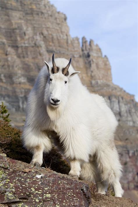 Mountain Goat American Vision Photography