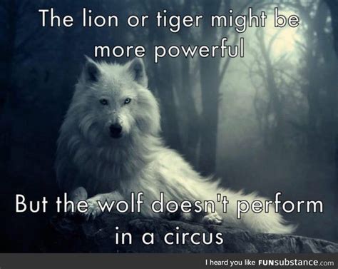 The Wolf Funsubstance Funny Wolf Wolf Pack Quotes Wolf Quotes