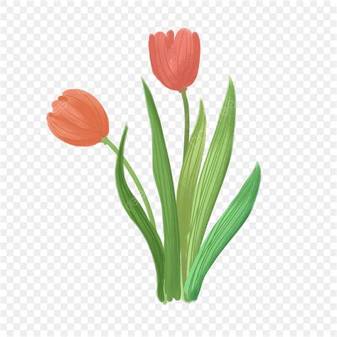 Bộ Sưu Tập Hình Vẽ Hoa Tulip Đẹp Tuyệt Vời Với Hơn 999 Hình 4k Chất