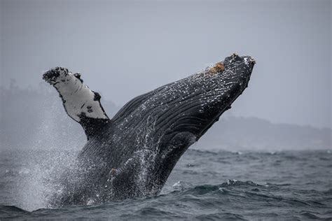 March 13 Humpback Whale Breaching Bonanza Discovery Whale Watch