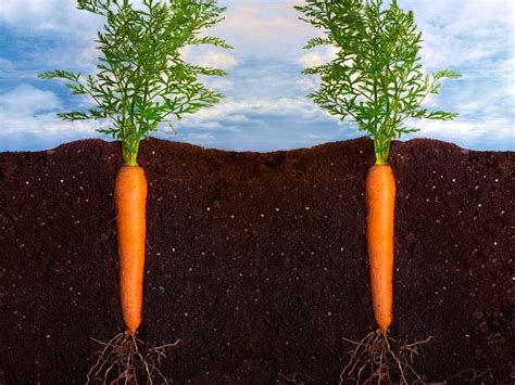Is Carrot A Taproot Or Fibrous Root All You Need To Know