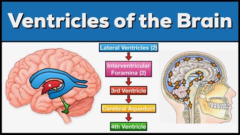 Ventricles Of The Brain Anatomy And Cerebrospinal Fluid Csf