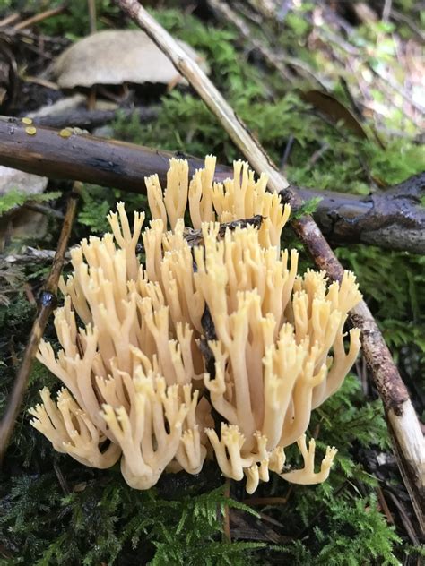 Upright Coral Fungus From Glacier View Dr Squamish Bc Ca On