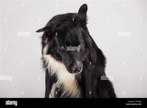 Sad And Thoughtful Purebred Border Collie Dog Head Down Cute Friendly