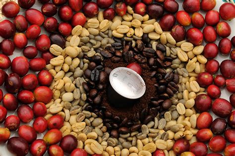 The Life Cycle Of A Coffee Bean The Times And The Sunday Times