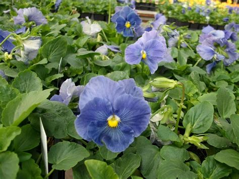 Clear Blue Pansy