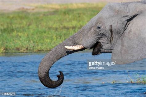 Laughing Elephant Photos And Premium High Res Pictures Getty Images