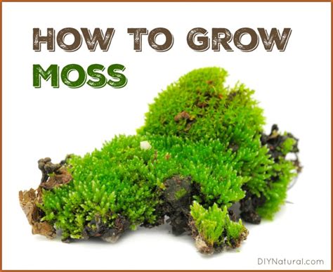 How To Grow Moss A Simple And Fun Project