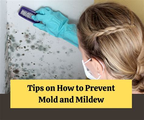 Tips On How To Prevent Mold And Mildew Jm Environmental Inc Medium