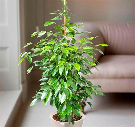 Ficus Benjamina M S De Plantas Y Flores Del Mundo