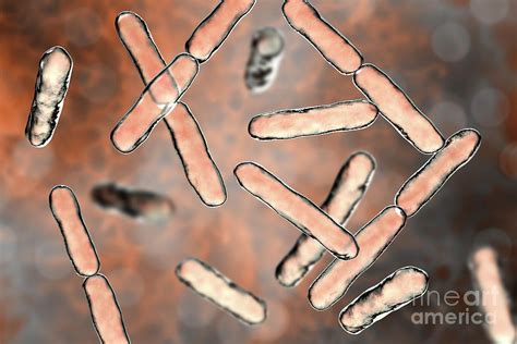 Bifidobacterium Bacteria Photograph By Kateryna Konscience Photo