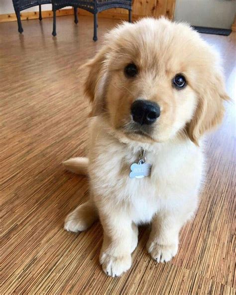 Exceptional Golden Retriever Puppy Male Pets For Homes