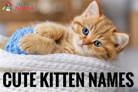 120 Kitten Names Best Cute Unique And Adorable Names For Kittens My