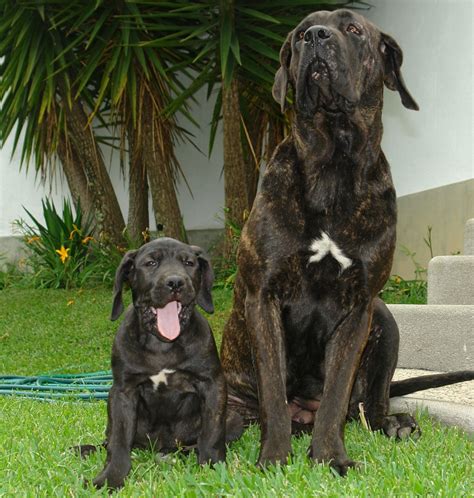 Brazilian people are from a multiethnic nation in south america. Brazilian Mastiff - Dogs breeds | Pets