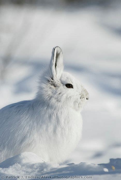 Snowshoe Hare In Snow Snowshoe Hare Snow
