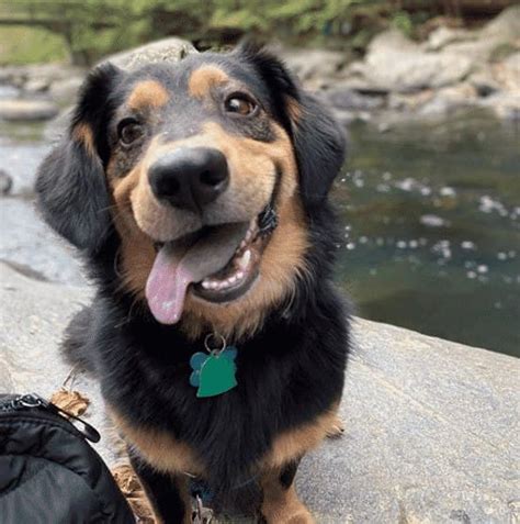German Shepherd Dachshund Mix Feisty And Smart With A Big Heart