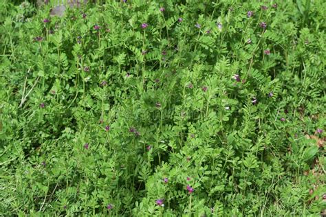 Common Vetch Stock Photo Image Of Grass Purple Meadow 175574382