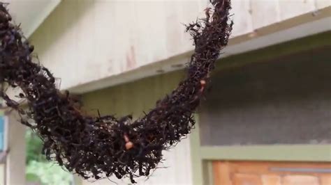 Cheliomyrmex andicola, an army ant. Hormigas atacando una colmena - YouTube