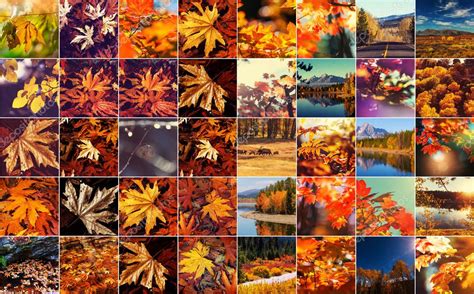 Beautiful Autumn Collage — Stock Photo © Kamchatka 124783598