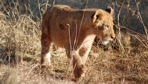 Lion Cubs All The Important Baby Lion Facts You Should Know