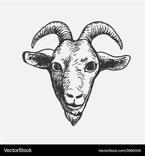 Goat Face Royalty Free Vector Image Vectorstock