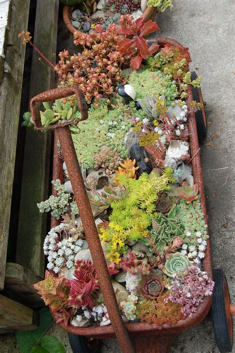 Succulent Wagon Succulents Plants Garden Containers