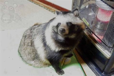 Rare Raccoon Dog Rescued In Japan Lives In Lap Of Luxury
