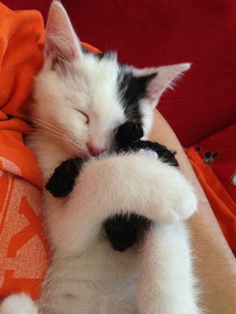 17 Cozy Cats Snuggling With Their Stuffed Animals Cats Snuggling
