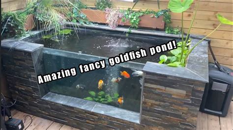 Insane Fancy Goldfish Pond Dream Setup Youtube