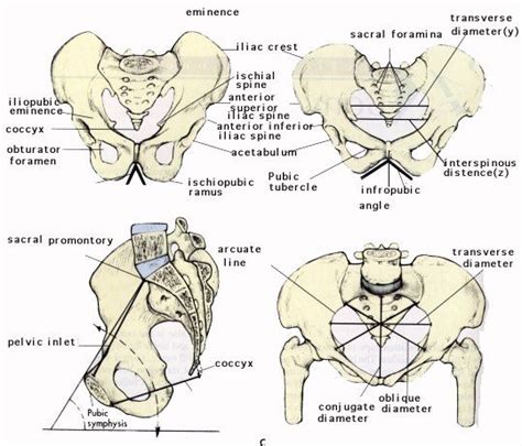 The ball and socket bony structure. Pin by Chawan Wahid on Equines | Hip anatomy, Anatomy, Hip ...
