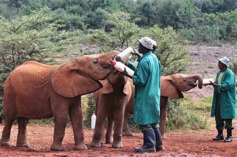 Nairobi Elephant Orphanage An Unforgettable Visit Travel Photography